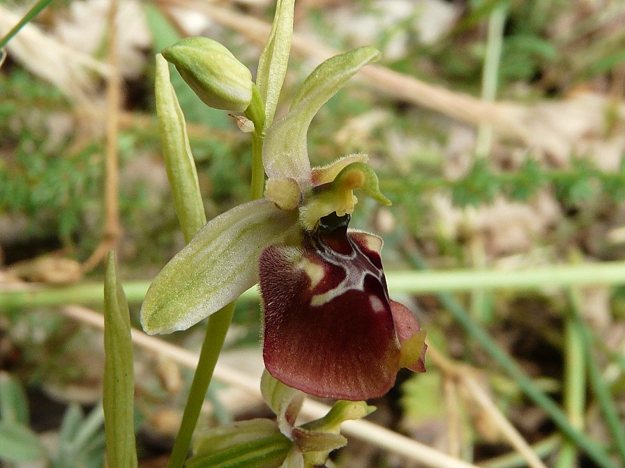 Ibrido: Ophrys fuciflora x O. lacaitae